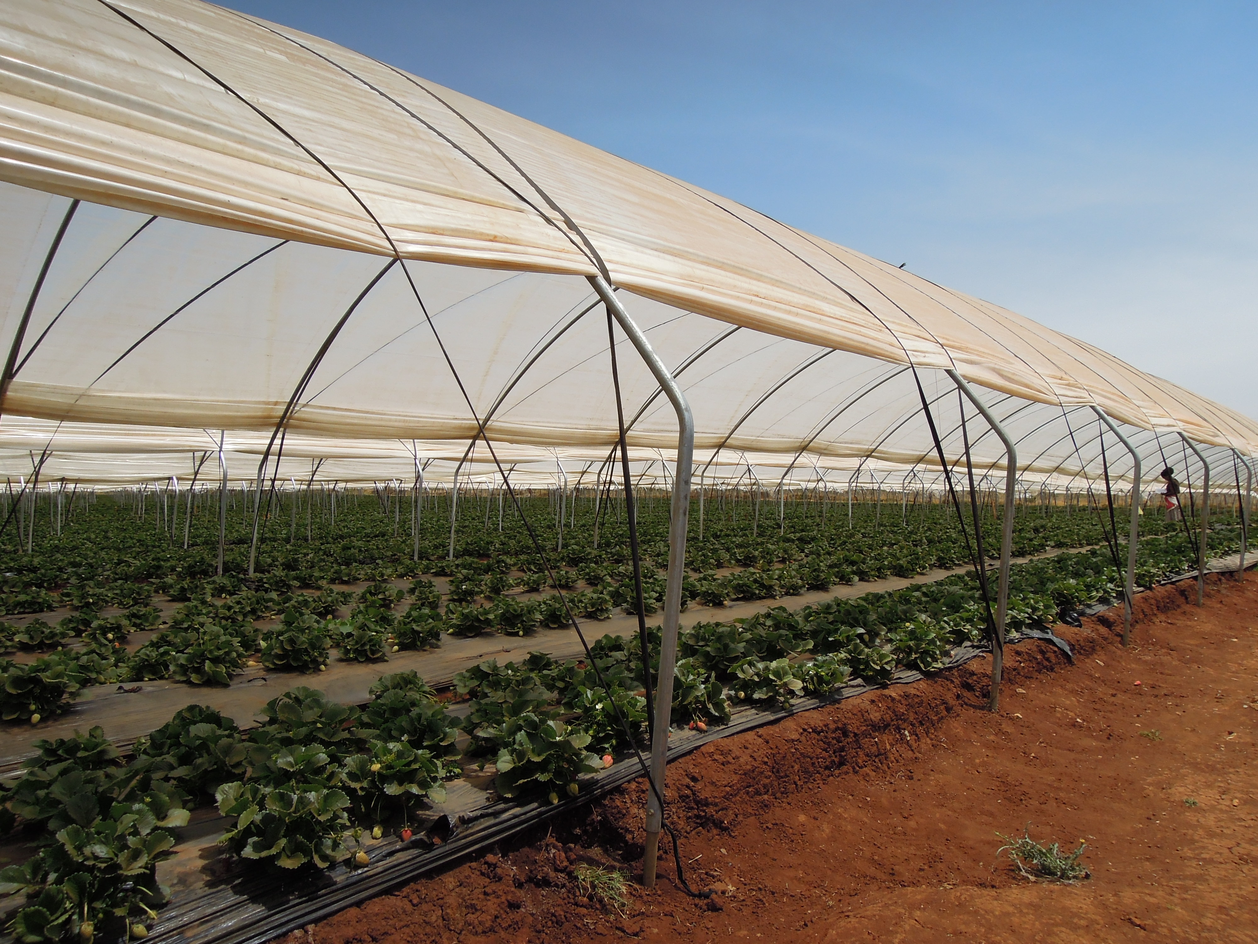 SHG Greenhouse