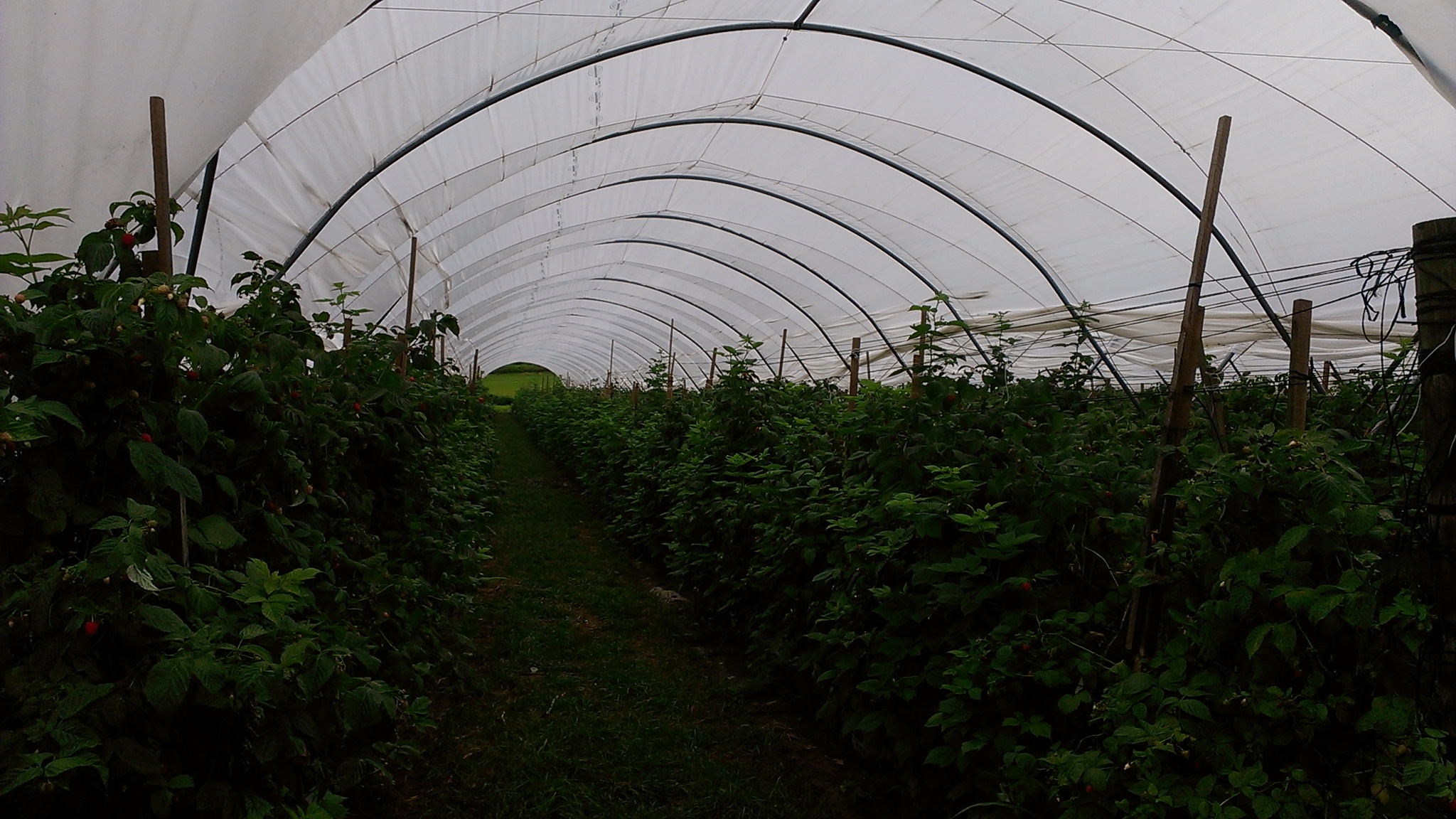 SHG Greenhouse