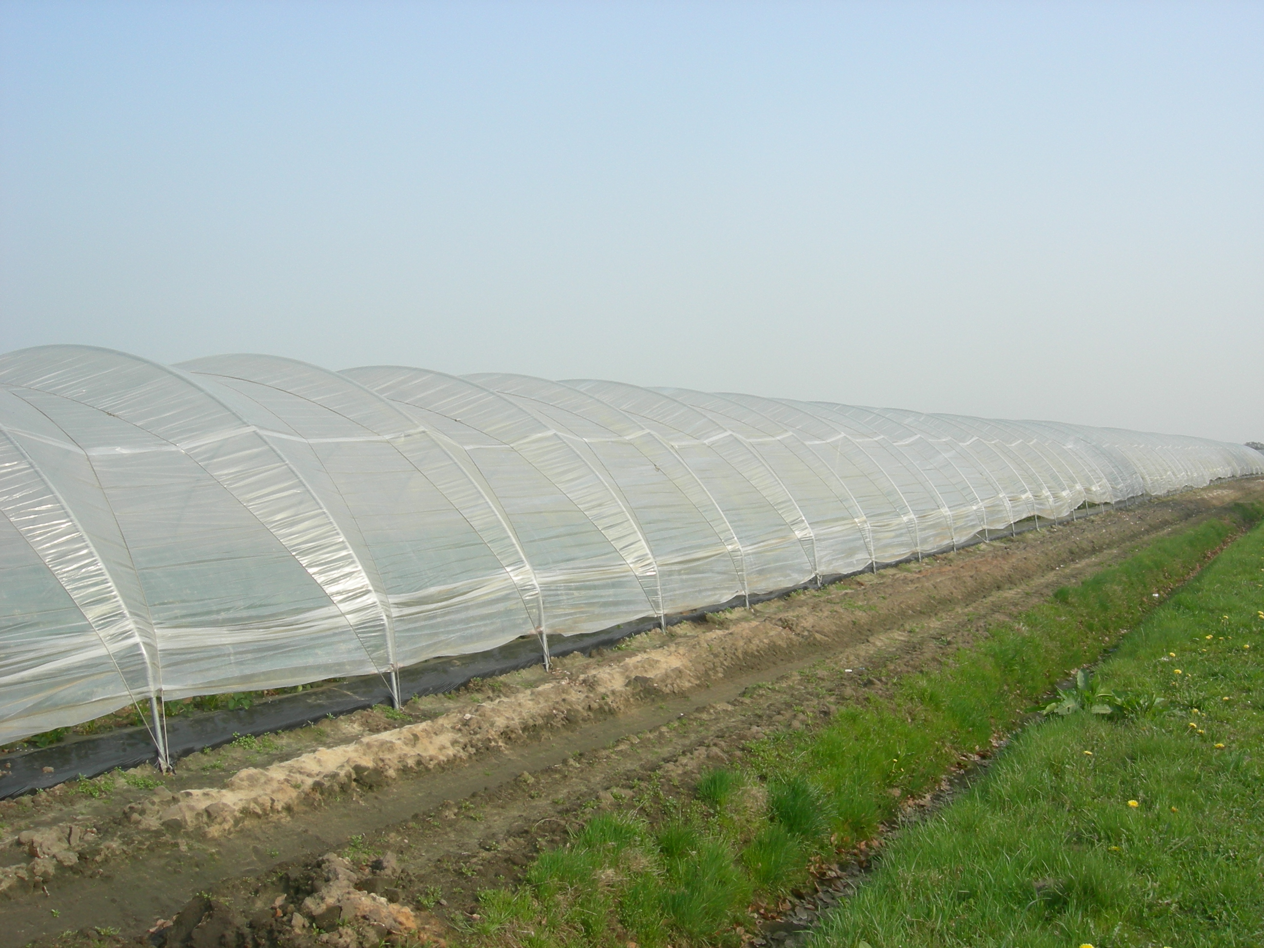 SHG Greenhouse