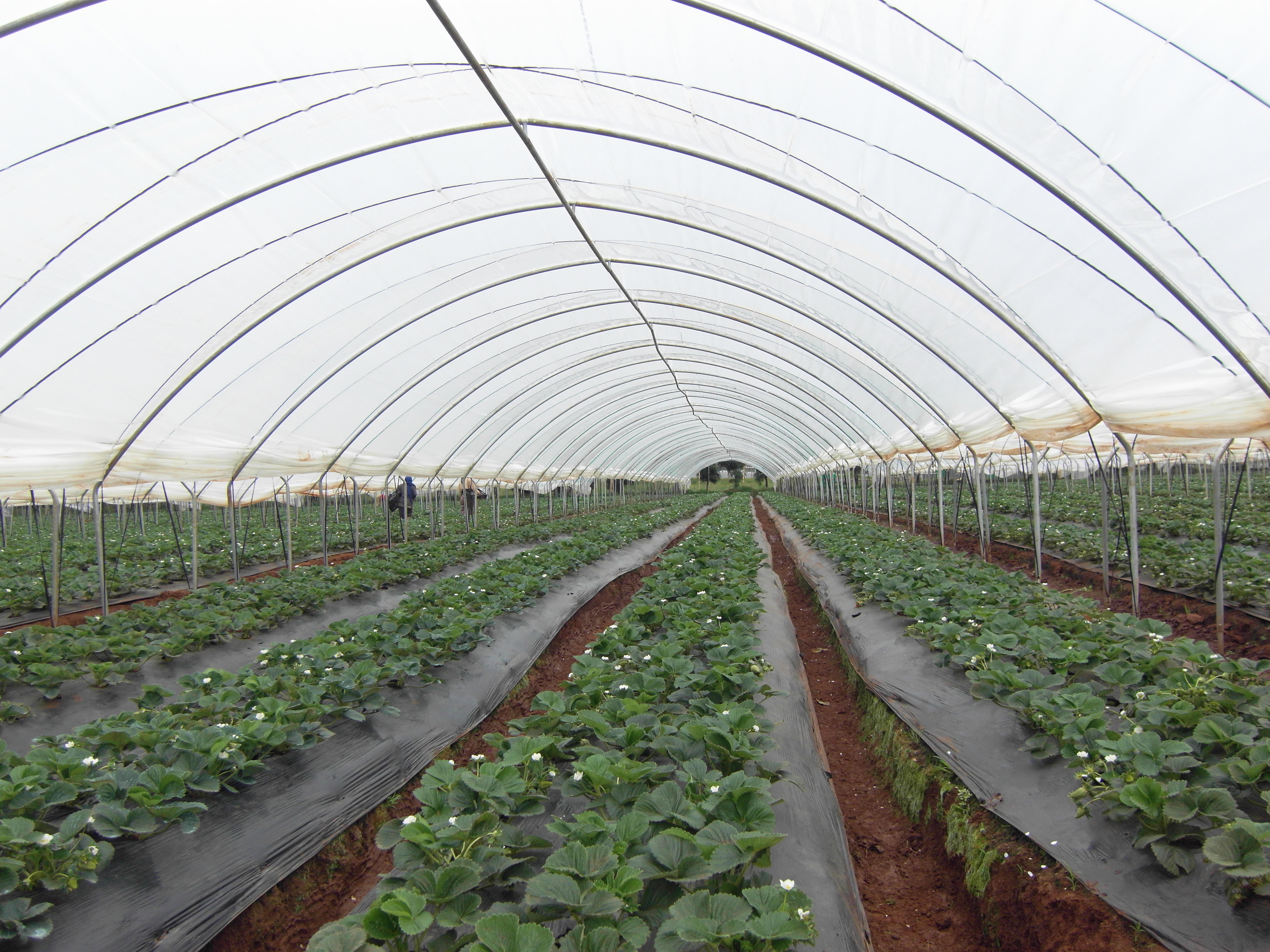 SHG Greenhouse