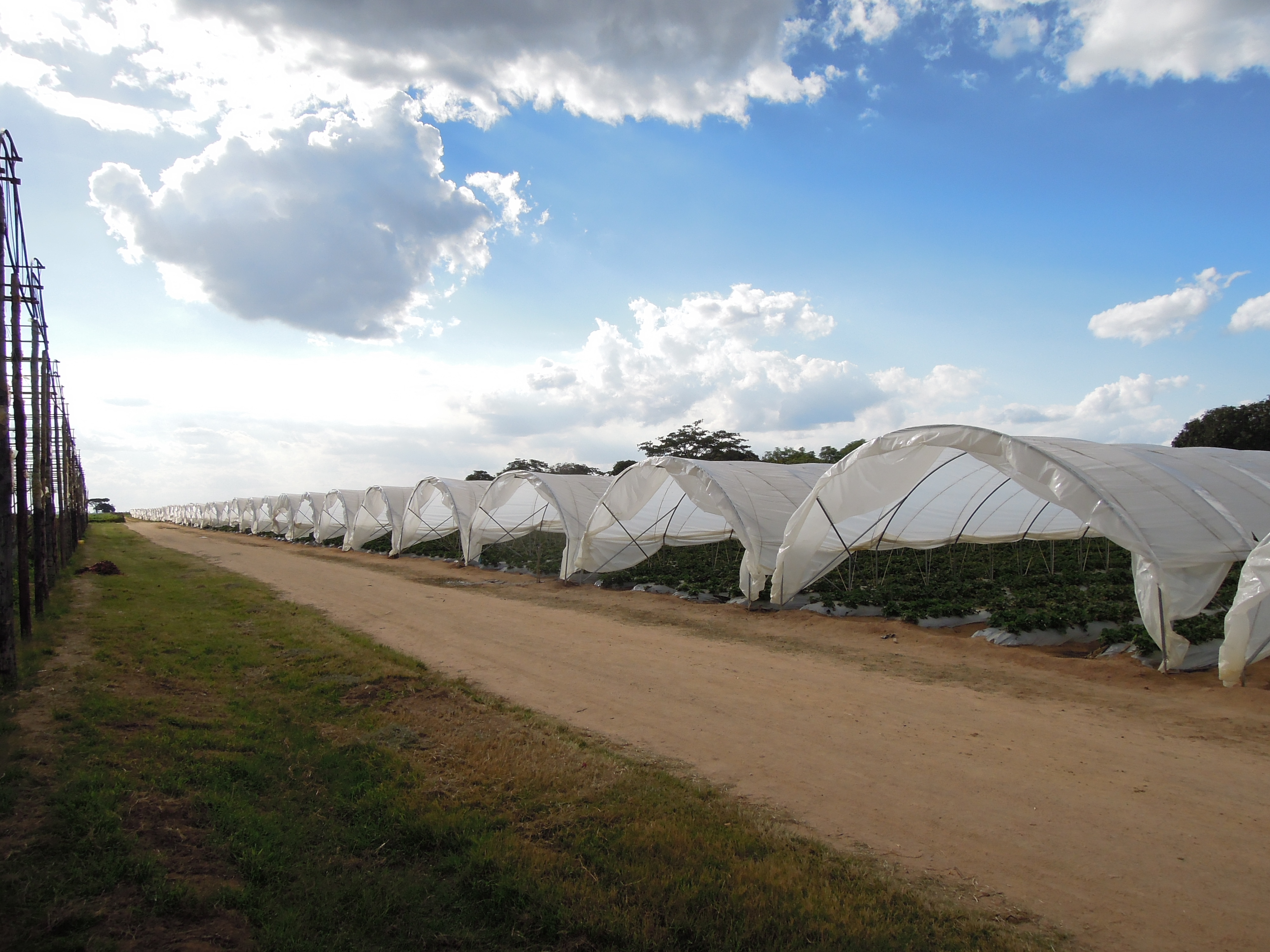 SHG Greenhouse