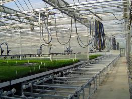 SHG Greenhouse