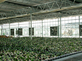 SHG Greenhouse