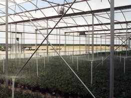 SHG Greenhouse