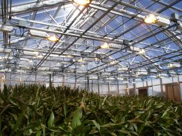 SHG Greenhouse